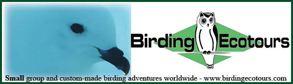Birding Ecotours-small group and custom-made birding adventures worldwide
