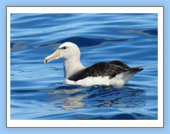 Salvin�s Albatross-birdwatch cape